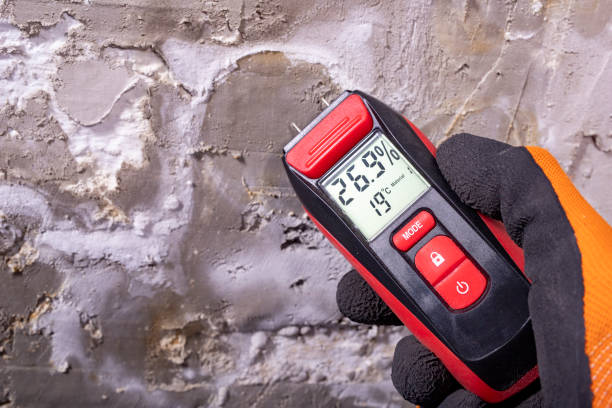 Best Black Mold Remediation in Monona, IA