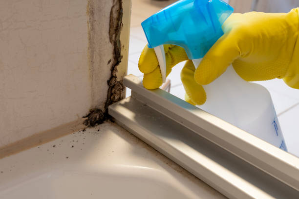 Best Crawl Space Mold Remediation in Monona, IA