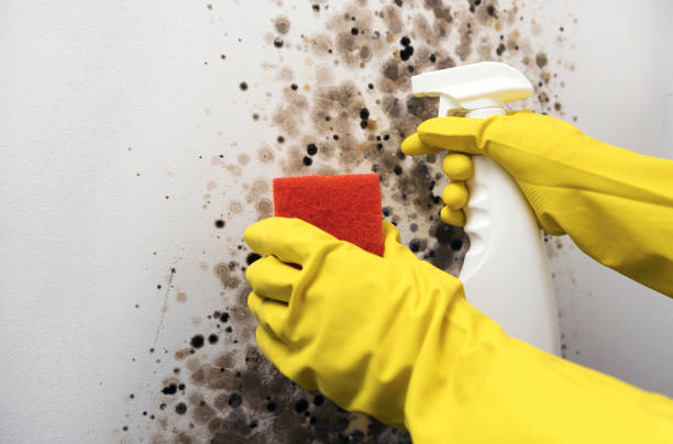 Best Industrial Mold Remediation in Monona, IA